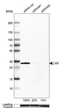 Anti-LXN antibody produced in rabbit Prestige Antibodies&#174; Powered by Atlas Antibodies, affinity isolated antibody, buffered aqueous glycerol solution