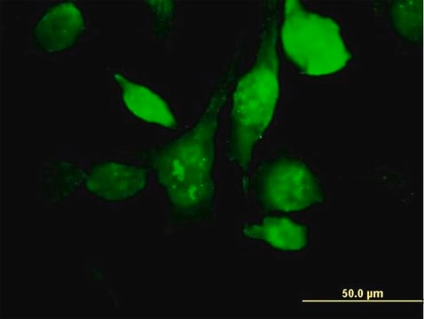 Anti-HYAL3 antibody produced in mouse purified immunoglobulin, buffered aqueous solution