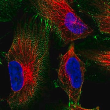 Anti-MACF1 antibody produced in rabbit Prestige Antibodies&#174; Powered by Atlas Antibodies, affinity isolated antibody