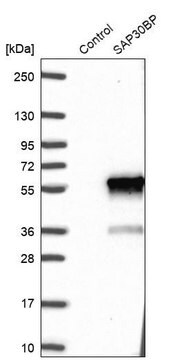 Anti-SAP30BP antibody produced in rabbit Prestige Antibodies&#174; Powered by Atlas Antibodies, affinity isolated antibody, buffered aqueous glycerol solution