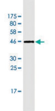 Monoclonal Anti-NENF antibody produced in mouse clone 7D10, purified immunoglobulin, buffered aqueous solution