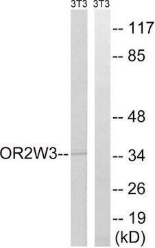 Anti-OR2W3 antibody produced in rabbit affinity isolated antibody