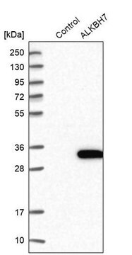 Anti-ALKBH7 antibody produced in rabbit Prestige Antibodies&#174; Powered by Atlas Antibodies, affinity isolated antibody, buffered aqueous glycerol solution