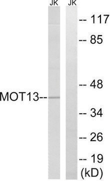 Anti-MOT13 antibody produced in rabbit affinity isolated antibody