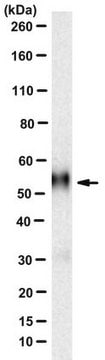 Anti-IL13R alpha 1 Antibody, clone IG3 clone IG3, from mouse