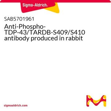 Anti-Phospho-TDP-43/TARDB-S409/S410 antibody produced in rabbit