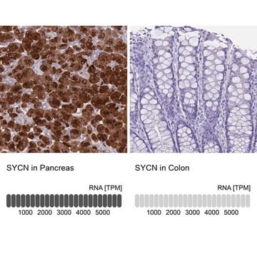 Anti-SYCN antibody produced in rabbit Prestige Antibodies&#174; Powered by Atlas Antibodies, affinity isolated antibody, buffered aqueous glycerol solution