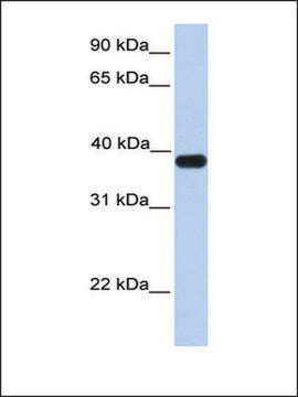 Anti-ASB5 antibody produced in rabbit affinity isolated antibody