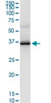 Anti-LAIR1 antibody produced in rabbit purified immunoglobulin, buffered aqueous solution