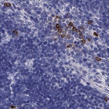 Anti-IL17REL antibody produced in rabbit Prestige Antibodies&#174; Powered by Atlas Antibodies, affinity isolated antibody, buffered aqueous glycerol solution