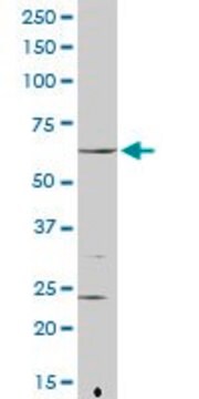 Anti-FANCG antibody produced in rabbit purified immunoglobulin, buffered aqueous solution