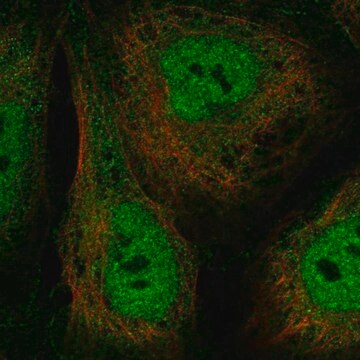 Anti-Gtf2A1L Antibody Produced In Rabbit Prestige Antibodies&#174; Powered by Atlas Antibodies, affinity isolated antibody, buffered aqueous glycerol solution