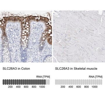 Anti-SLC26A3 antibody produced in rabbit Prestige Antibodies&#174; Powered by Atlas Antibodies, affinity isolated antibody, buffered aqueous glycerol solution