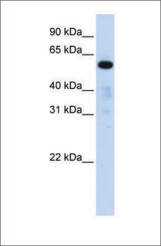 Anti-FAM98A antibody produced in rabbit affinity isolated antibody