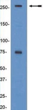 Anti-BAF250a/ARID1a Antibody, clone PSG3 clone PSG3, Upstate&#174;, from mouse