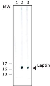 Monoclonal Anti-Leptin antibody produced in mouse clone LEP-13, ascites fluid