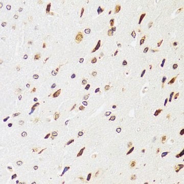 Anti- EDF1 antibody produced in rabbit