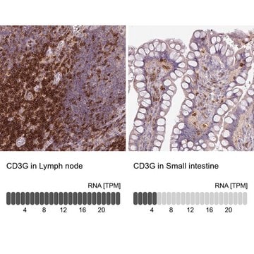 Anti-CD3G antibody produced in rabbit Prestige Antibodies&#174; Powered by Atlas Antibodies, affinity isolated antibody, buffered aqueous glycerol solution