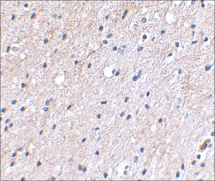 Anti-NIPSNAP (ab1) antibody produced in rabbit affinity isolated antibody, buffered aqueous solution