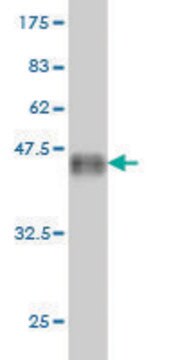 Monoclonal Anti-ID1 antibody produced in mouse clone 5D9, ascites fluid, solution