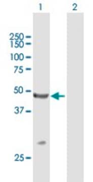 Anti-TRIM14 antibody produced in mouse purified immunoglobulin, buffered aqueous solution