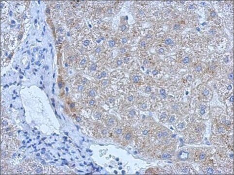 Anti-PLAT antibody produced in rabbit