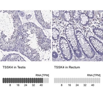 Anti-TSSK4 Prestige Antibodies&#174; Powered by Atlas Antibodies, affinity isolated antibody