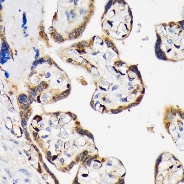 Anti-LIN28B antibody produced in rabbit