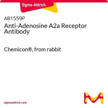 Anti-Adenosine A2a Receptor Antibody Chemicon&#174;, from rabbit