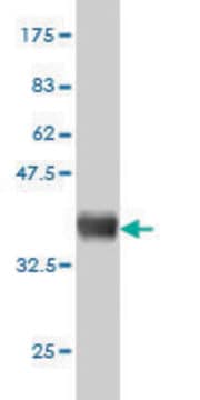 Monoclonal Anti-GLB1 antibody produced in mouse clone 6E7, purified immunoglobulin, buffered aqueous solution