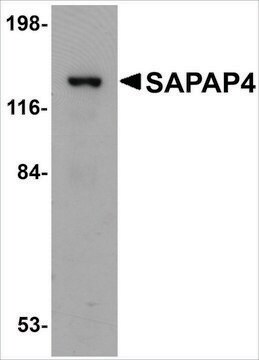 Anti-SAPAP4 antibody produced in rabbit affinity isolated antibody, buffered aqueous solution