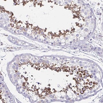 Anti-HRASLS2 antibody produced in rabbit Prestige Antibodies&#174; Powered by Atlas Antibodies, affinity isolated antibody, buffered aqueous glycerol solution