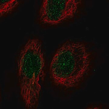 Anti-RELT antibody produced in rabbit Prestige Antibodies&#174; Powered by Atlas Antibodies, affinity isolated antibody