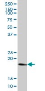 Anti-RHEB antibody produced in mouse purified immunoglobulin, buffered aqueous solution