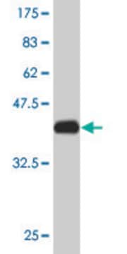 Monoclonal Anti-TCEB2 antibody produced in mouse clone 2B4, purified immunoglobulin, buffered aqueous solution