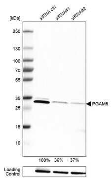 Monoclonal Anti-PGAM5 antibody produced in mouse Prestige Antibodies&#174; Powered by Atlas Antibodies, clone CL0624, purified immunoglobulin, buffered aqueous glycerol solution