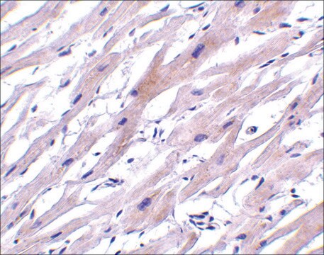 Anti-UNG1 (ab2) antibody produced in rabbit affinity isolated antibody, buffered aqueous solution