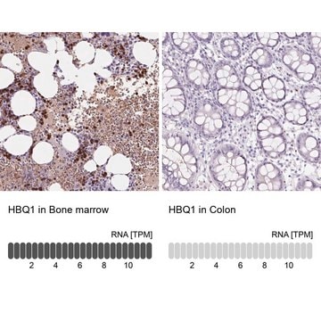 Anti-HBQ1 antibody produced in rabbit Prestige Antibodies&#174; Powered by Atlas Antibodies, affinity isolated antibody, buffered aqueous glycerol solution