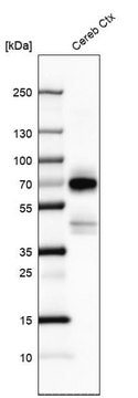 Anti-POU3F4 antibody produced in rabbit Prestige Antibodies&#174; Powered by Atlas Antibodies, affinity isolated antibody, buffered aqueous glycerol solution