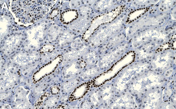 Anti-SRF Antibody, clone 1H14 ZooMAb&#174; Rabbit Monoclonal recombinant, expressed in HEK 293 cells