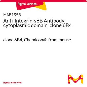 Anti-Integrin &#945;6B Antibody, cytoplasmic domain, clone 6B4 clone 6B4, Chemicon&#174;, from mouse