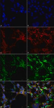 Monoclonal Anti-Dityrosine-Biotin antibody produced in mouse clone 10A6