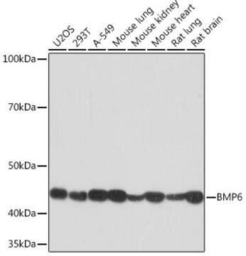 Anti-BMP6 Antibody, clone 6N5S9, Rabbit Monoclonal