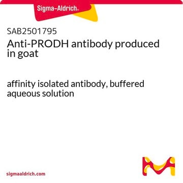 Anti-PRODH antibody produced in goat affinity isolated antibody, buffered aqueous solution