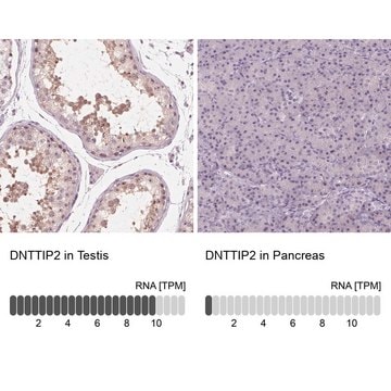 Anti-DNTTIP2 antibody produced in rabbit Prestige Antibodies&#174; Powered by Atlas Antibodies, affinity isolated antibody, buffered aqueous glycerol solution