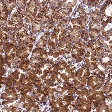 Anti-EEF1D antibody produced in rabbit Prestige Antibodies&#174; Powered by Atlas Antibodies, affinity isolated antibody, buffered aqueous glycerol solution