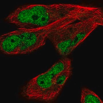 Anti-JMJD1C antibody produced in rabbit Prestige Antibodies&#174; Powered by Atlas Antibodies, affinity isolated antibody