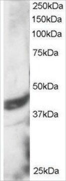 Anti-DAP3 antibody produced in goat affinity isolated antibody, buffered aqueous solution