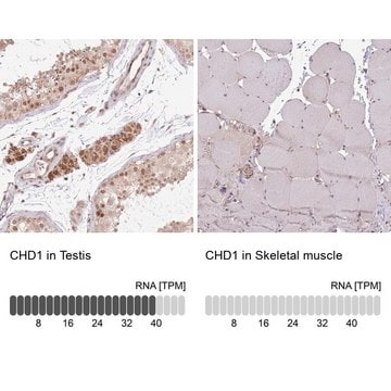 Anti-CHD1 antibody produced in rabbit Prestige Antibodies&#174; Powered by Atlas Antibodies, affinity isolated antibody, buffered aqueous glycerol solution