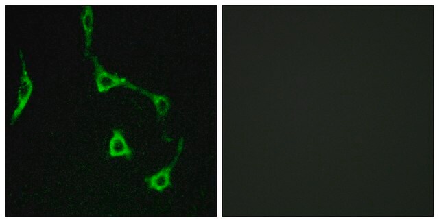 Anti-CDH10 antibody produced in rabbit affinity isolated antibody